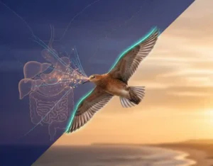 Red knot bird organ shrinkage migration adaptation