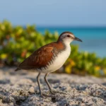 Відродження вимерлого виду птахів Aldabra Rail
