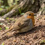 Wild bird sitting on the ground with spread wings among ants