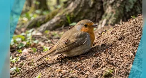 Wild bird sitting on the ground with spread wings among ants
